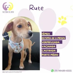 Cachorro raça SRD-ViraLata idade 2 a 6 meses nome Rute