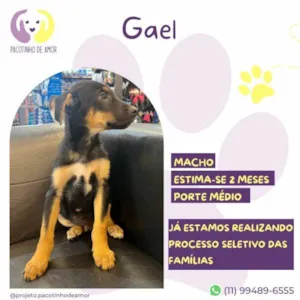 Cachorro raça SRD-ViraLata idade 2 a 6 meses nome Gael