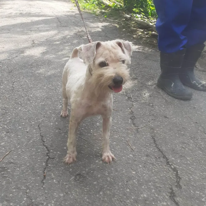 Cachorro ra a SRD-ViraLata idade 2 anos nome Favela 