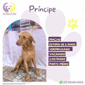 Cachorro raça SRD-ViraLata idade 1 ano nome Principe