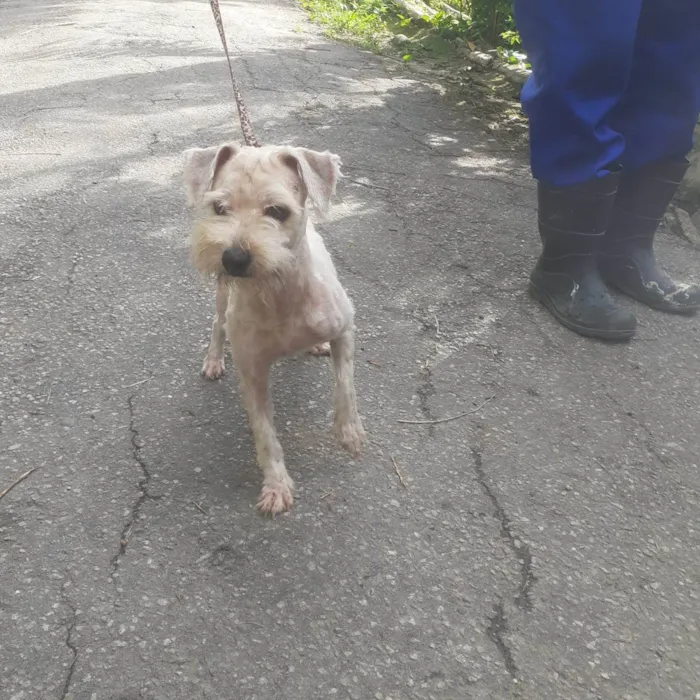 Cachorro ra a SRD-ViraLata idade 2 anos nome Favela 