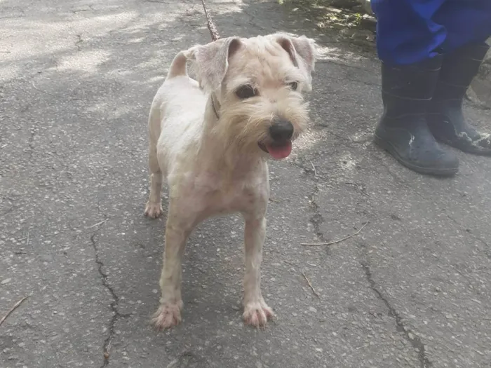 Cachorro ra a SRD-ViraLata idade 2 anos nome Favela 