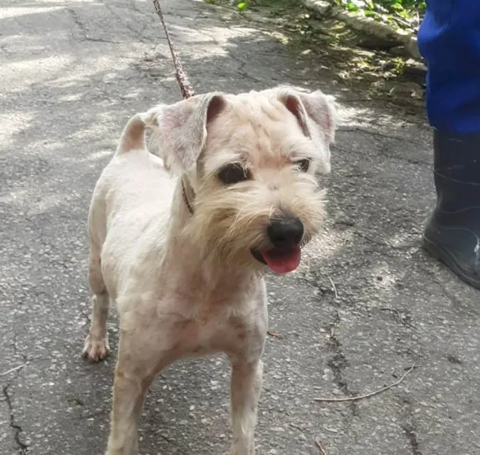 Cachorro ra a SRD-ViraLata idade 2 anos nome Favela 