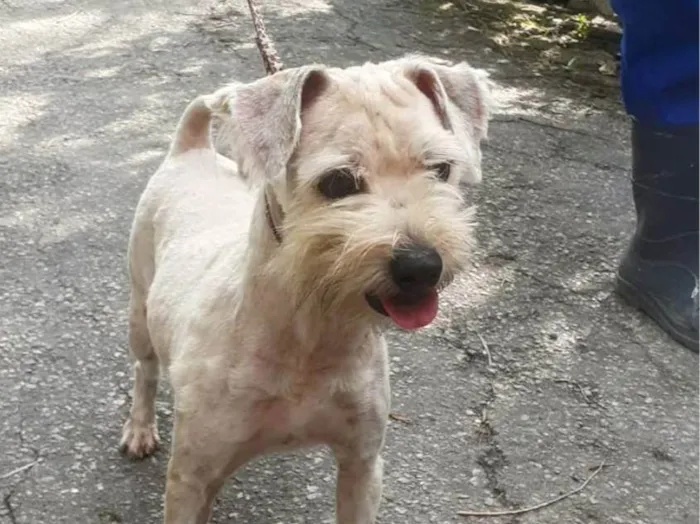 Cachorro ra a SRD-ViraLata idade 2 anos nome Favela 