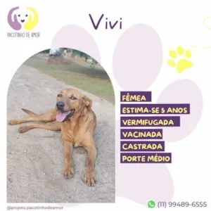 Cachorro raça SRD-ViraLata idade 1 ano nome Vivi