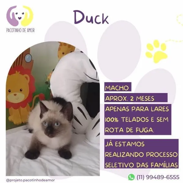 Gato ra a SRD-ViraLata idade 2 a 6 meses nome Duck