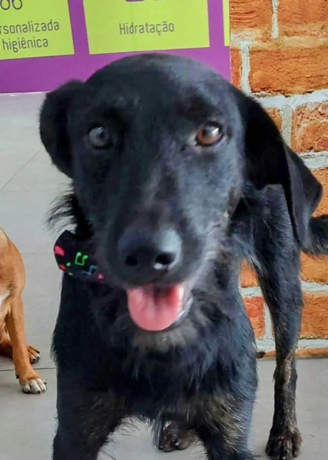 Cachorro ra a SRD-ViraLata idade 2 anos nome Linguini 