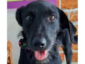 Cachorro raça SRD-ViraLata idade 2 anos nome Linguini 