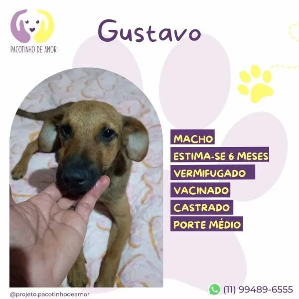 Cachorro ra a SRD-ViraLata idade 1 ano nome Gustavo