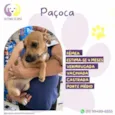 Pacoca