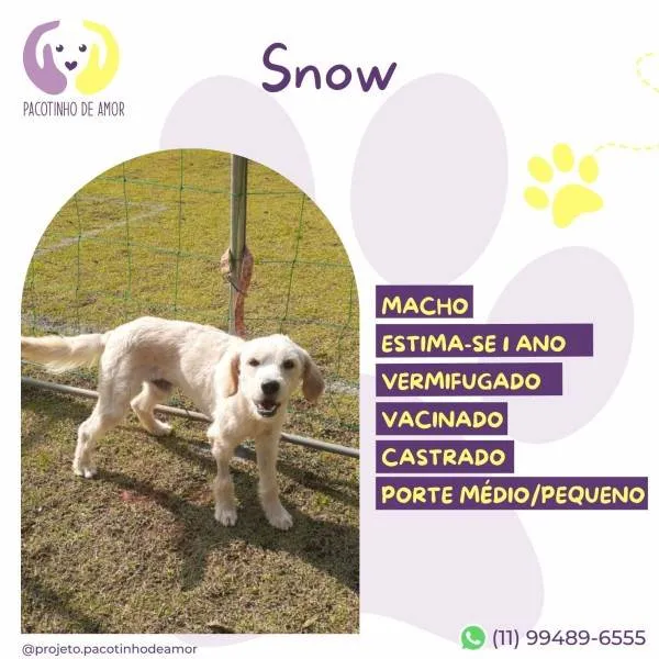 Cachorro ra a SRD-ViraLata idade 1 ano nome Snow