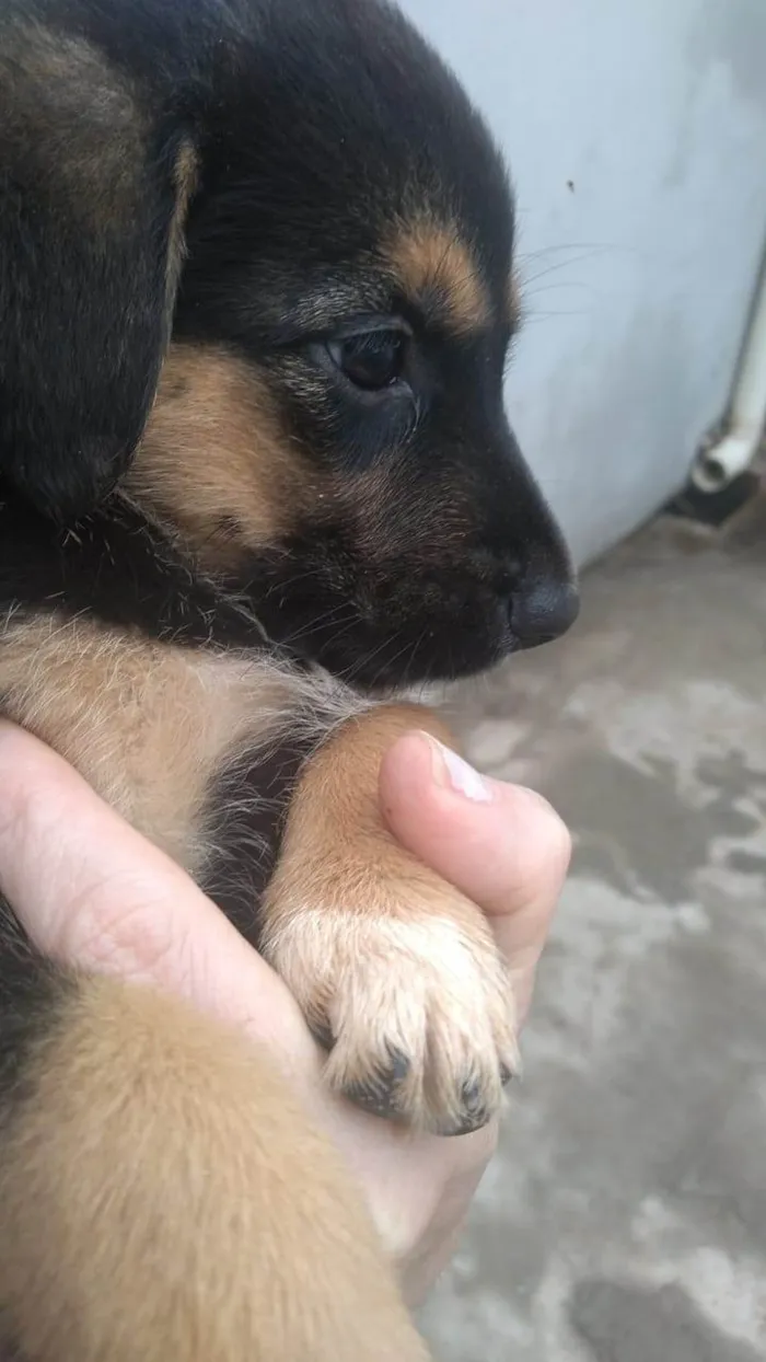 Cachorro ra a SRD-ViraLata idade Abaixo de 2 meses nome Chico, max, Zeus, luna, maya, amora e lilica