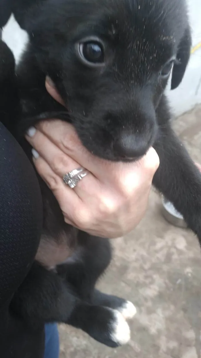 Cachorro ra a SRD-ViraLata idade Abaixo de 2 meses nome Chico, max, Zeus, luna, maya, amora e lilica