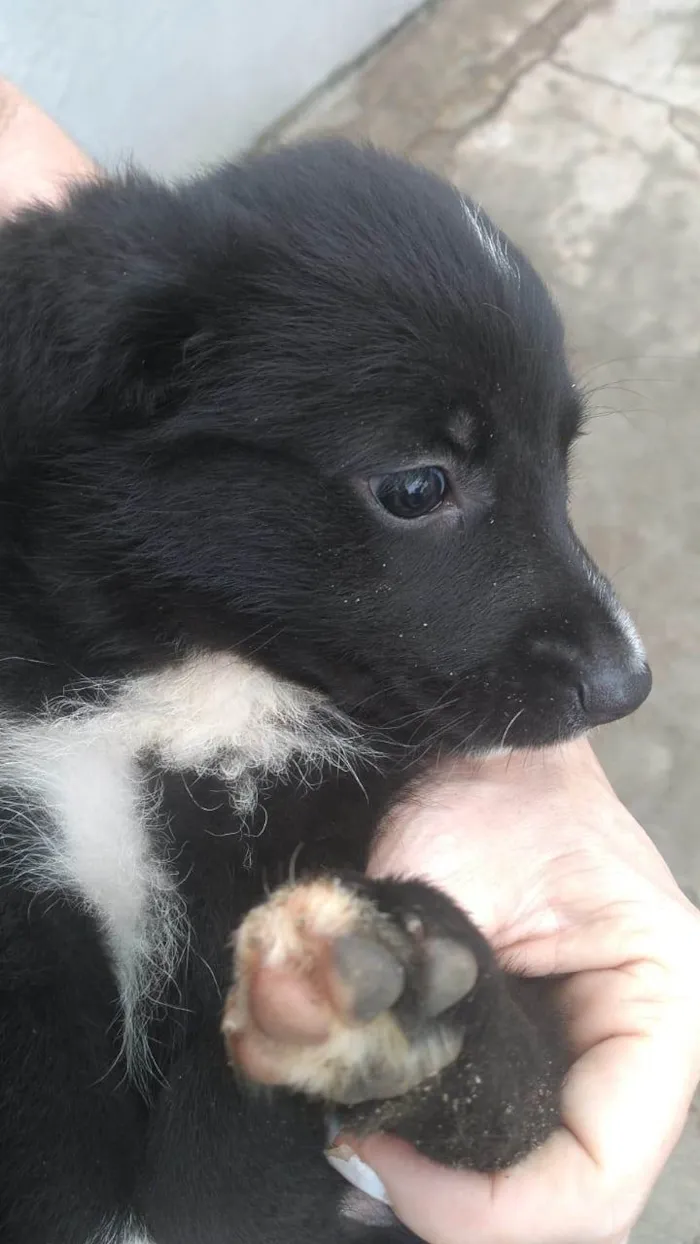 Cachorro ra a SRD-ViraLata idade Abaixo de 2 meses nome Chico, max, Zeus, luna, maya, amora e lilica