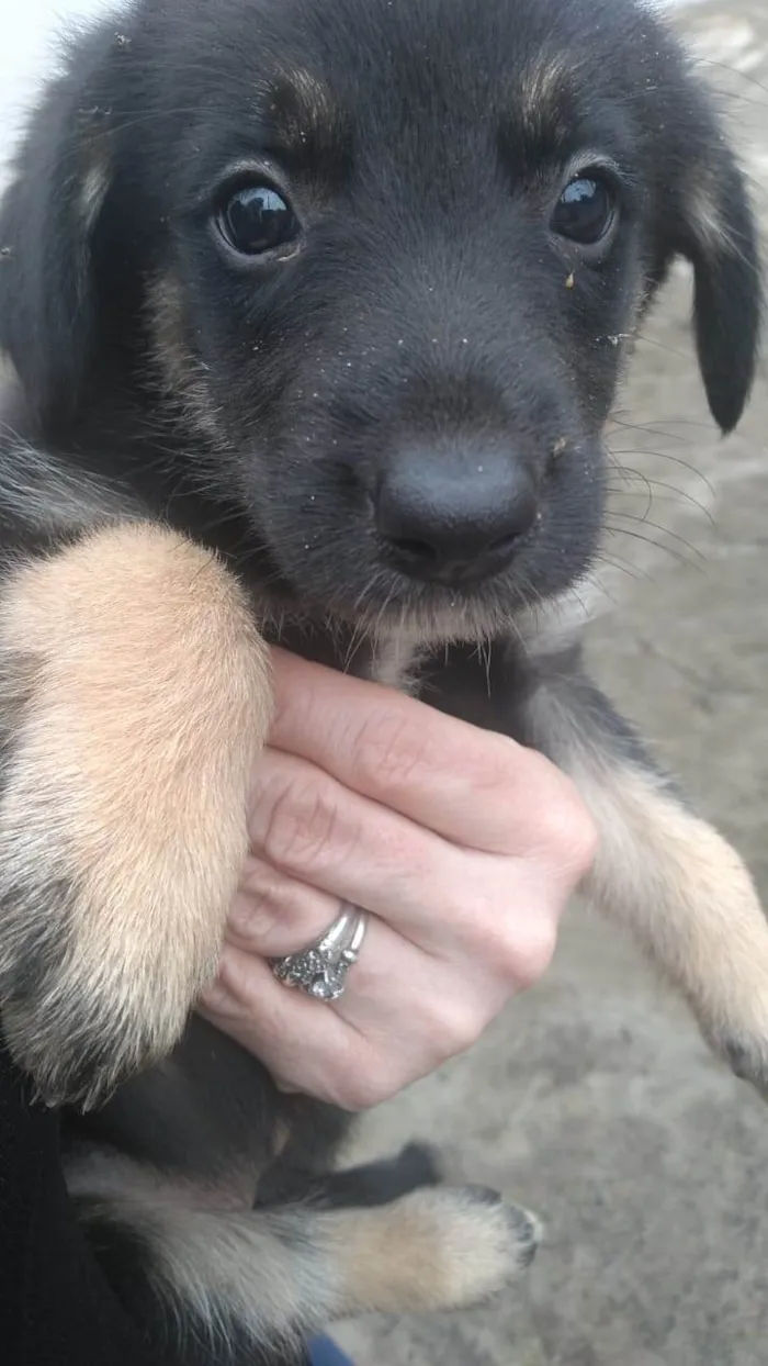 Cachorro ra a SRD-ViraLata idade Abaixo de 2 meses nome Chico, max, Zeus, luna, maya, amora e lilica