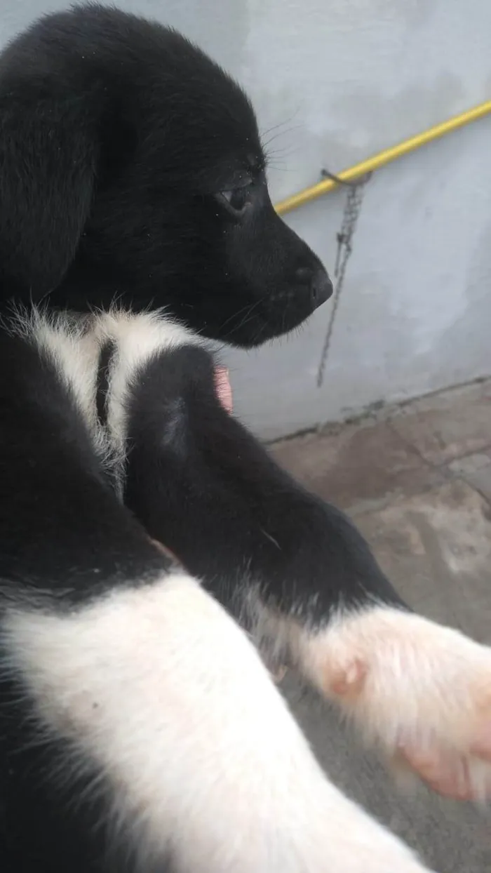 Cachorro ra a SRD-ViraLata idade Abaixo de 2 meses nome Chico, max, Zeus, luna, maya, amora e lilica