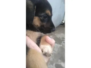 Cachorro raça SRD-ViraLata idade Abaixo de 2 meses nome Chico, max, Zeus, luna, maya, amora e lilica