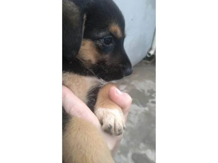 Cachorro ra a SRD-ViraLata idade Abaixo de 2 meses nome Chico, max, Zeus, luna, maya, amora e lilica