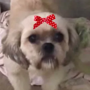 Cachorro raça Shitzu idade 7 a 11 meses nome Mel 