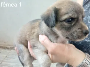 Cachorro raça SRD-ViraLata idade Abaixo de 2 meses nome Sem nome