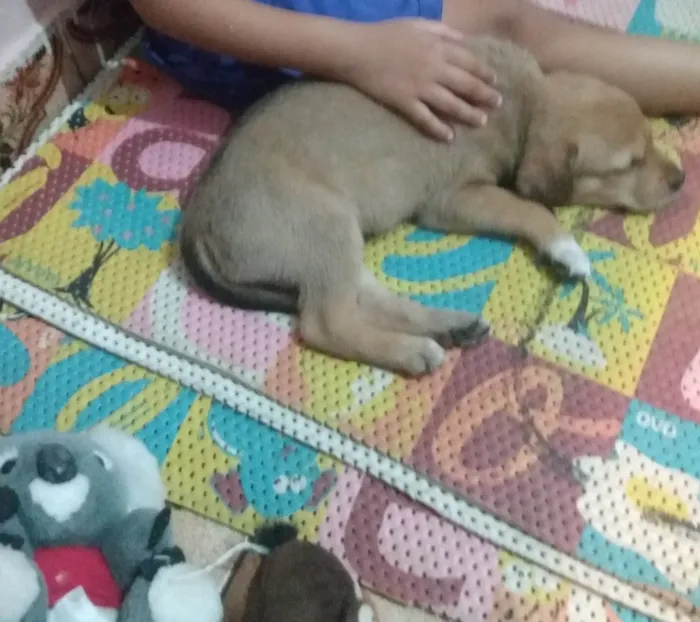 Cachorro ra a SRD-ViraLata idade 2 a 6 meses nome Esperança  ,já foi adotada