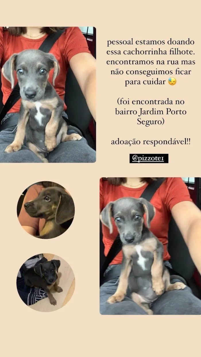 Cachorro ra a SRD-ViraLata idade 2 a 6 meses nome Cachorrinha filhote