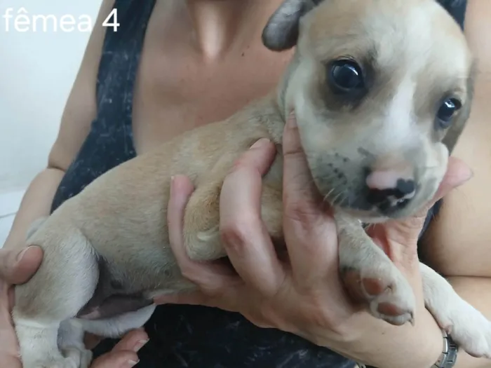 Cachorro ra a SRD-ViraLata idade Abaixo de 2 meses nome Sem nome 