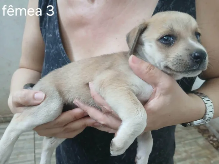 Cachorro ra a SRD-ViraLata idade Abaixo de 2 meses nome Sem nome 