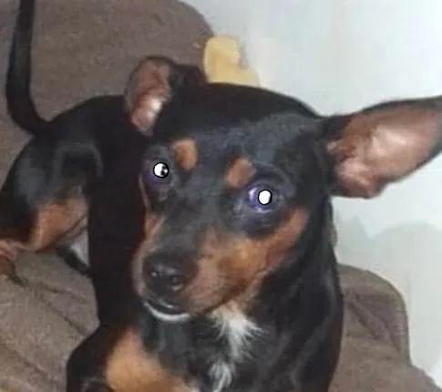 Cachorro ra a Pinscher idade 7 a 11 meses nome Nico 