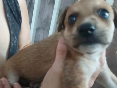 Cachorro raça SRD-ViraLata idade Abaixo de 2 meses nome Sem nome 