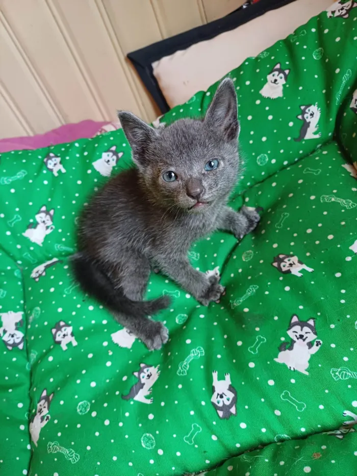 Gato ra a Exótico idade Abaixo de 2 meses nome Russo azul adocao