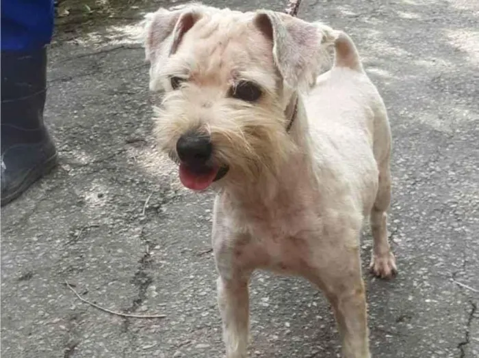 Cachorro ra a SRD-ViraLata idade 2 anos nome Favela 