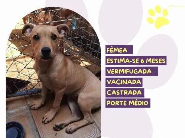 Cachorro ra a SRD-ViraLata idade 1 ano nome Melissa