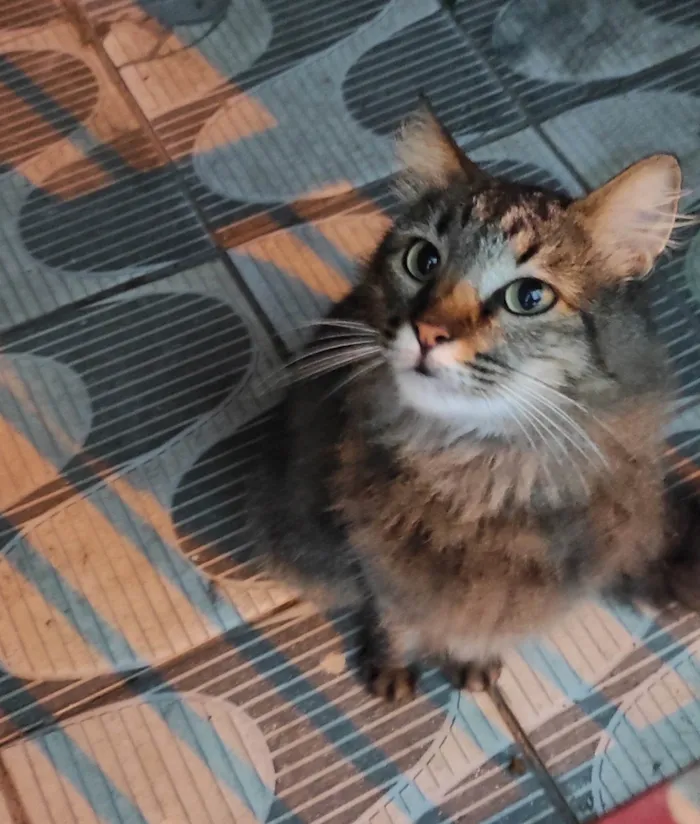 Gato ra a SRD-ViraLata idade 1 ano nome Desconhecido 