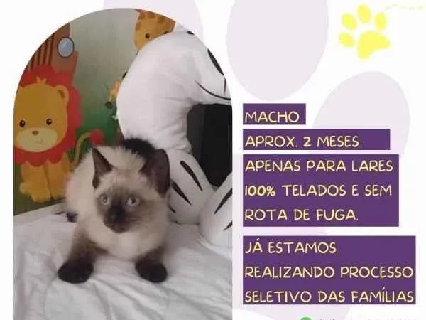 Gato ra a SRD-ViraLata idade 2 a 6 meses nome Duck