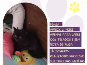 Gato raça SRD-ViraLata idade 2 a 6 meses nome Leka