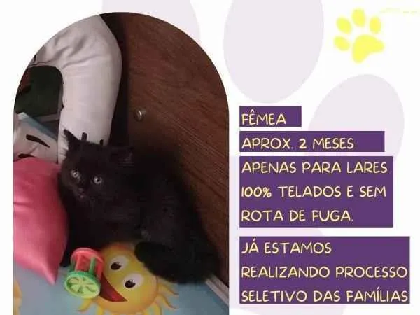 Gato ra a SRD-ViraLata idade 2 a 6 meses nome Leka