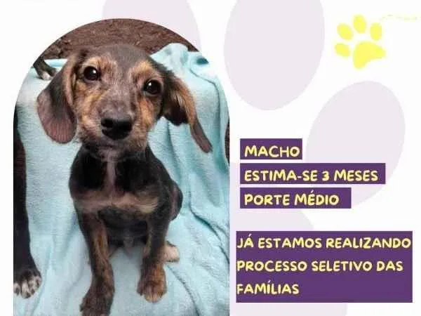 Cachorro ra a SRD-ViraLata idade 2 a 6 meses nome Olaf