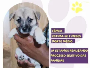 Cachorro raça SRD-ViraLata idade 2 a 6 meses nome Maria