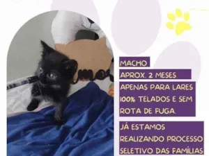 Gato raça SRD-ViraLata idade 2 a 6 meses nome Daryl