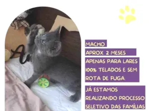 Gato raça SRD-ViraLata idade 2 a 6 meses nome Gandalf