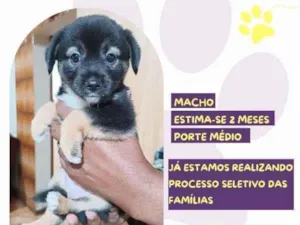 Cachorro raça SRD-ViraLata idade 2 a 6 meses nome Joao