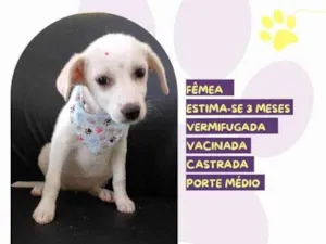 Cachorro raça SRD-ViraLata idade 2 a 6 meses nome Sara