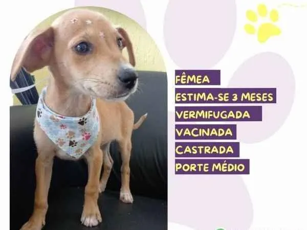 Cachorro ra a SRD-ViraLata idade 2 a 6 meses nome Rute