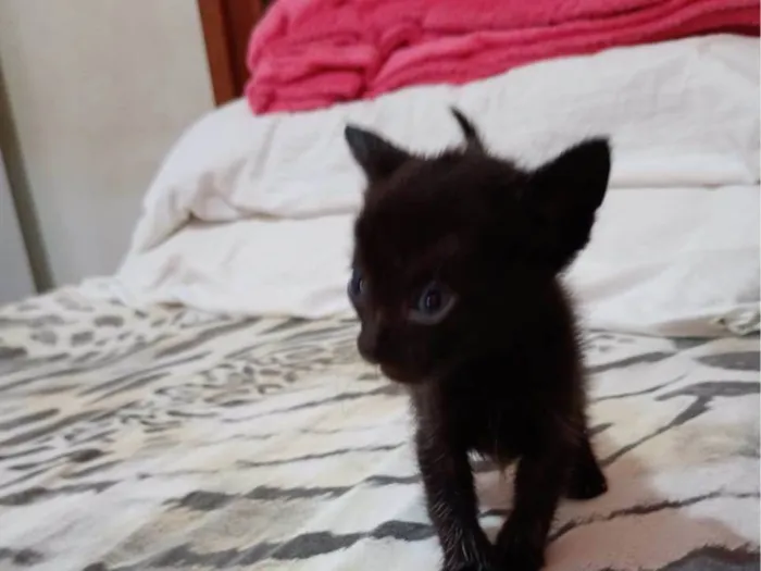 Gato ra a SRD-ViraLata idade Abaixo de 2 meses nome Nina