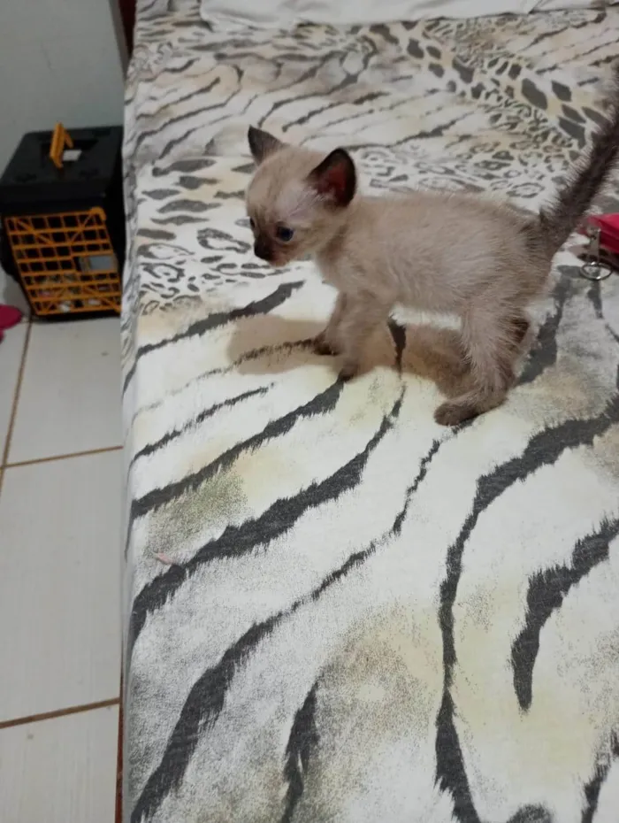 Gato ra a SRD-ViraLata idade Abaixo de 2 meses nome Sininho