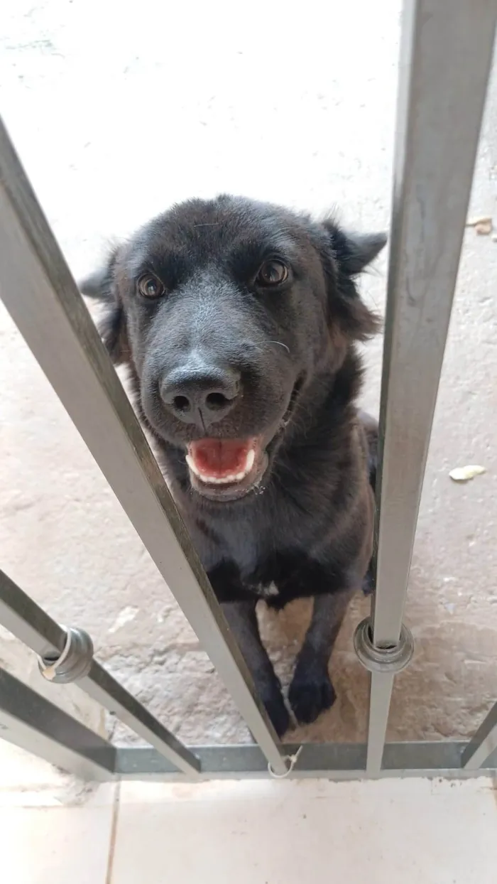 Cachorro ra a SRD-ViraLata idade 7 a 11 meses nome Astrid