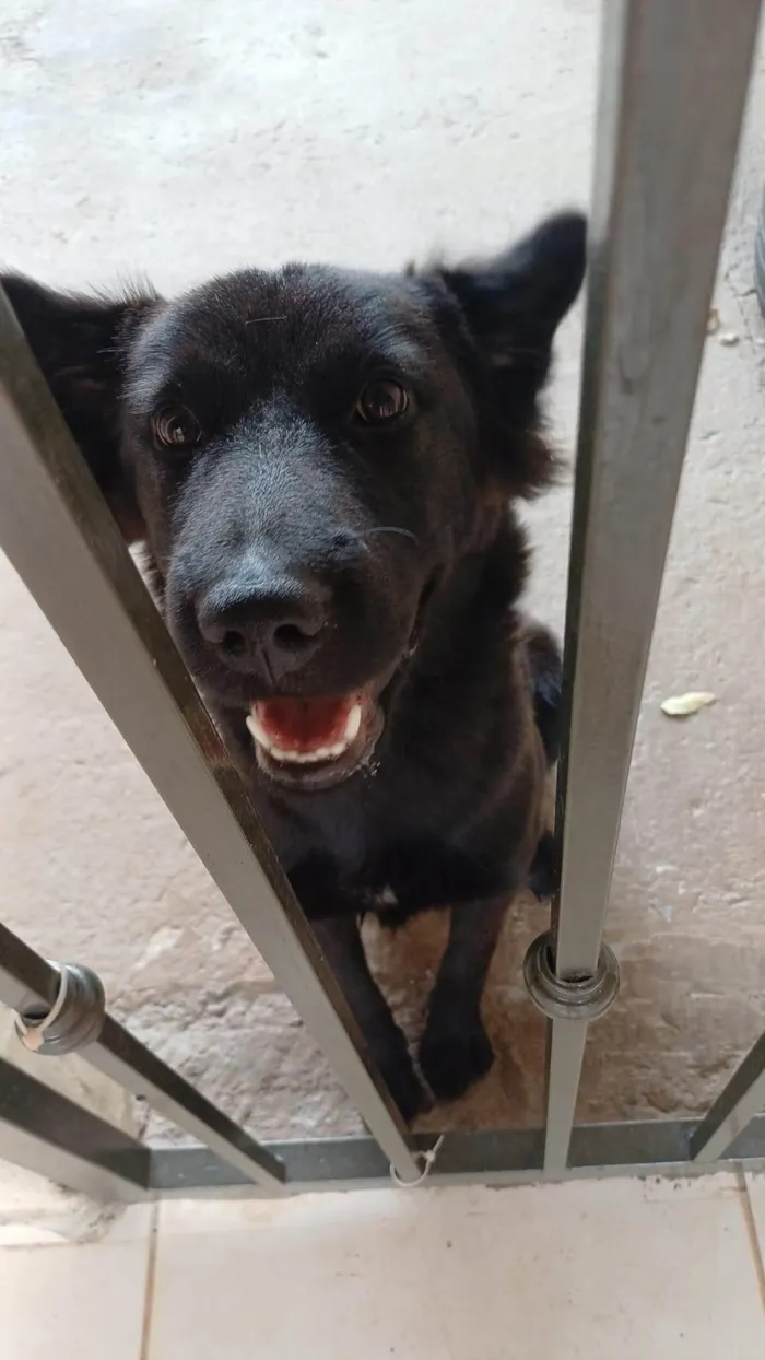 Cachorro ra a SRD-ViraLata idade 7 a 11 meses nome Astrid