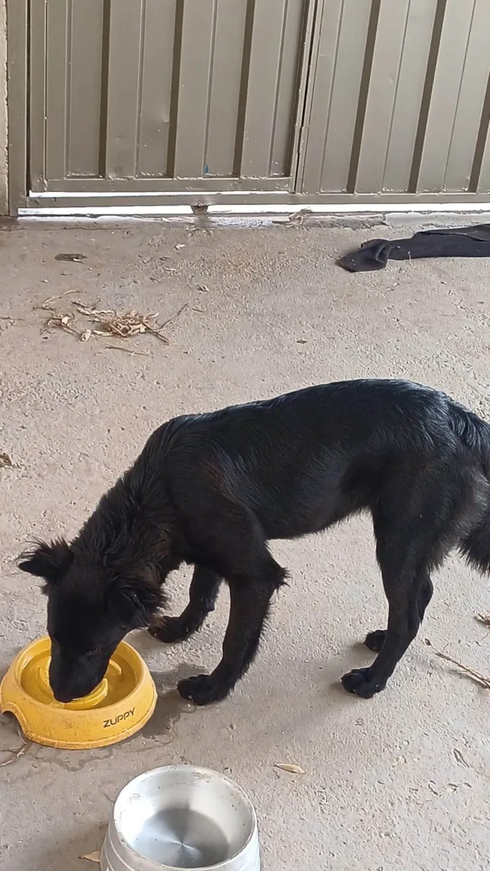 Cachorro ra a SRD-ViraLata idade 7 a 11 meses nome Astrid