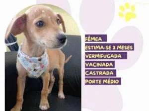 Cachorro raça SRD-ViraLata idade 2 a 6 meses nome Rute